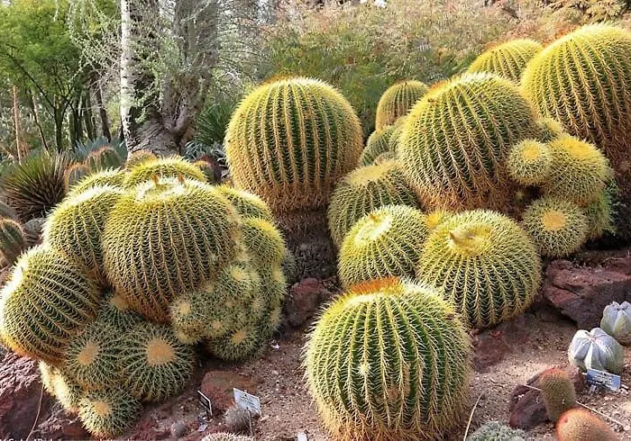 The Golden Cactus Casa vacanze *