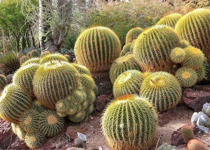 Casa vacanze The Golden Cactus Phoenix